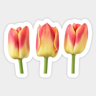 Tulipa &#39;Candy Corner&#39; Triumph Tulip Sticker